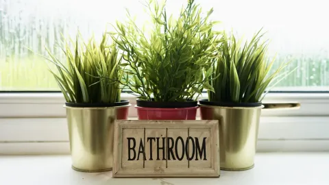 Room 5, plants on the bathroom windowsill